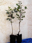 Algarrobos (Ceratonia Silicua) para plantacion - mejor precio | unprecio.es