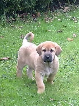 CACHORRO MASTIN ESPAÑOL