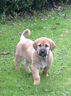 CACHORRO MASTIN ESPAÑOL - mejor precio | unprecio.es