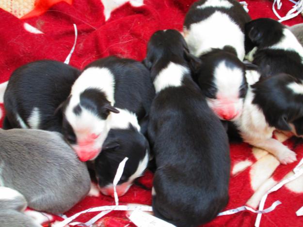 Cachorros de Border Collie