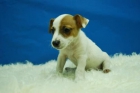 Camada de JACK RUSSEL ( Cria y Seleccion ) Cachorros de Pura Raza - mejor precio | unprecio.es