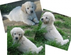 Excelente camada de  Golden Retriever - mejor precio | unprecio.es