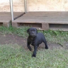 exclusivos cachorros de staffordshire bullterrier negros y marrones - mejor precio | unprecio.es