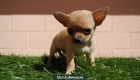 Exclusivos Chihuahua Toy de un kilito (fotos reales) - mejor precio | unprecio.es