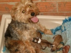 regalo cachorritos - mejor precio | unprecio.es