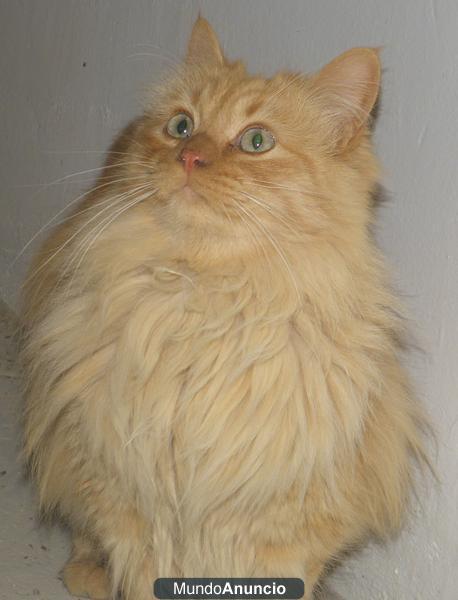 se vende gatos cruzado con persa y angora