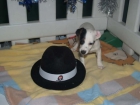 ¡Jack Rassel, haz feliz en Navidad a tu familia! - mejor precio | unprecio.es