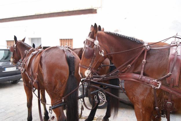 alquiler coche de caballos