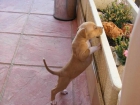 american staffordshire - mejor precio | unprecio.es