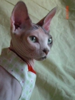 Buscamos macho sphynx para monta - mejor precio | unprecio.es