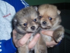 cachorro de POMERANIA con PEDIGREE 480euros - mejor precio | unprecio.es