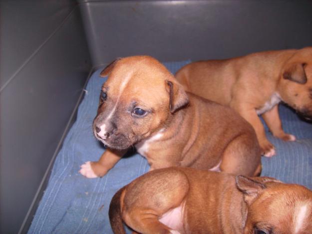 CACHORROS DE AMERICAN STANFORD PUROS
