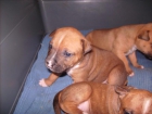 CACHORROS DE AMERICAN STANFORD PUROS - mejor precio | unprecio.es