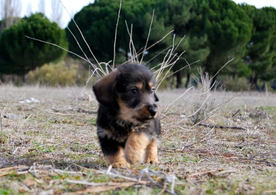 Cachorros de teckel minaitura de calidad