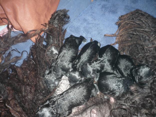 camada de puli hungaro en venta,