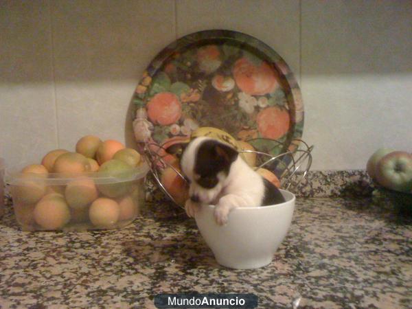 CHIGUAGUAS CACHORROS TOYS EN VENTA
