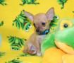 Chihuahua, cachorros economicos y excelentes