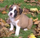 Impresionantes Boxer, precio muy económico - mejor precio | unprecio.es