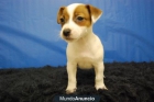 Jack russell terrier, excelentes para entregarse - mejor precio | unprecio.es