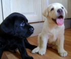 LABRADOR RETRIEVER cachorros se venden 200 euros - mejor precio | unprecio.es