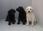 Labradores fantastica camada en oferta de cachorros dorados y negros - mejor precio | unprecio.es