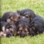RESERVA tu cachorro de PASTOR ALEMAN CON PEDIGREE360? - mejor precio | unprecio.es