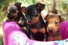 Vendo cachorros Mini pincher ¡2 mesecitos! - mejor precio | unprecio.es