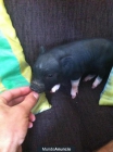 VENDO CERDO VIETNAMITA 100 EUROS - mejor precio | unprecio.es