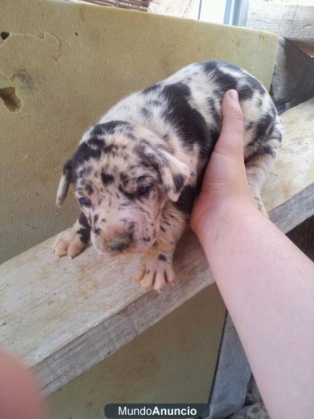 venta de gran danes