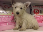 WESTHIGLAND WHITE TERRIER, perros, cachorros, criadero, venta.  Rústico, vivaz, valiente, muy independiente y testarudo, - mejor precio | unprecio.es
