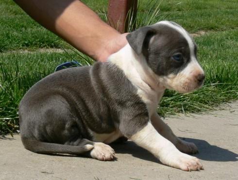 American staffordshire terrier cachorros