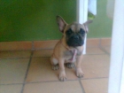 CACHORRA DE BULLDOG FRANCES FAWN - mejor precio | unprecio.es
