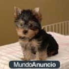 Cachorrita de yorky - España - mejor precio | unprecio.es