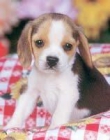 CACHORROS DE BEAGLE CRUZADOS - mejor precio | unprecio.es