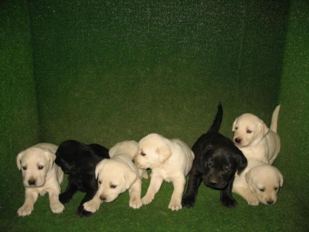 CACHORROS DE LABRADOR  PELO DORADO  250 €