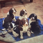 Cachorros Springer Spaniel - mejor precio | unprecio.es