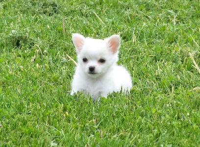 Chihuahua cachorros