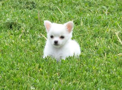 Chihuahua cachorros