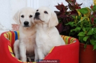 Labrador, los mejores cachorros de Pura Raza - mejor precio | unprecio.es