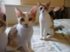 LOS GATITOS MAS ORIGINALES DEL MUNDO MUNDIAL! - mejor precio | unprecio.es