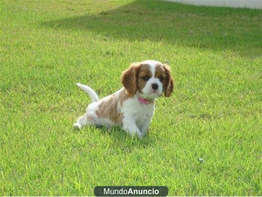 Regalo Cavalier king charles spaniel, cachorros