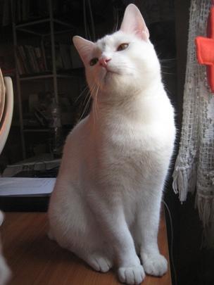 Regalo gatito blanco encontrado en valencia