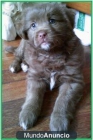SE VENDE CACHORRO DE 2 MESES Y MEDIO EN TORRELAVEGA - mejor precio | unprecio.es