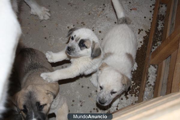 Cachorros de Mastin Español