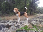 Beagle macho de 3 años para criar (con pedigree) - mejor precio | unprecio.es