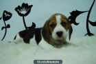 BEAGLE, DISPONEMOS DE PERROS DE DOS MESES, SON CACHORROS - mejor precio | unprecio.es