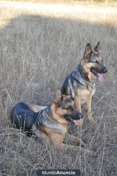 Cachorros de pastor aleman excelente pedigree