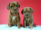 DOGO DE BURDEOS , MACHOS & HEMBRAS DE MUY BUENA CALIDAD , CRIADERO NUCLEO ZOOLOGICO 6824 - mejor precio | unprecio.es