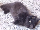GATITO PERSA DISPONIBLE: - mejor precio | unprecio.es