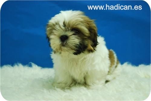 Los Shih Tzu mas bonitos y elegantes de todo Madrid.